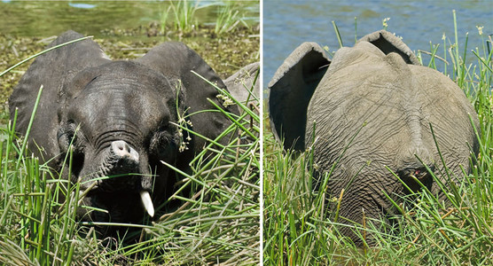 Elephant with Amputated Trunk