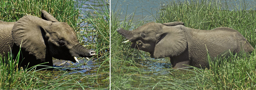 Elephant with Amputated Trunk