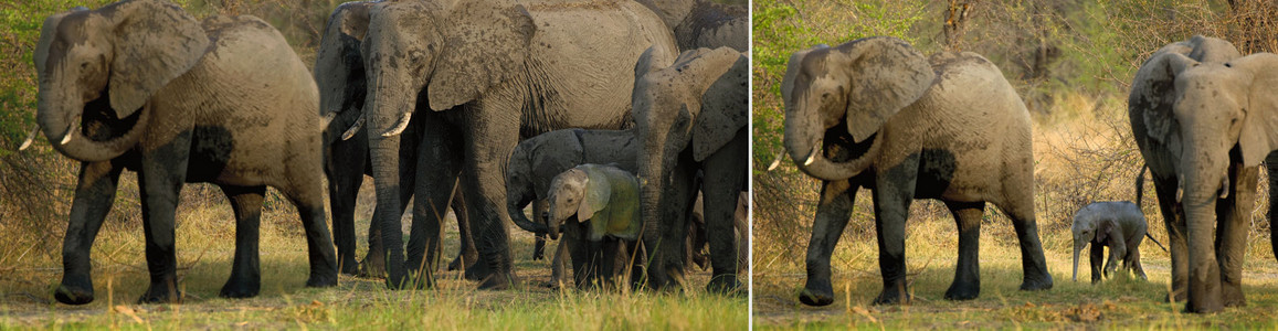 Matriarchal Herd+Toto-dbl