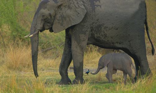 Baby Elephant + Glossy Starling