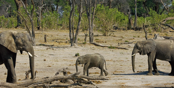 Elephant-Juvenile between 2 older Fem