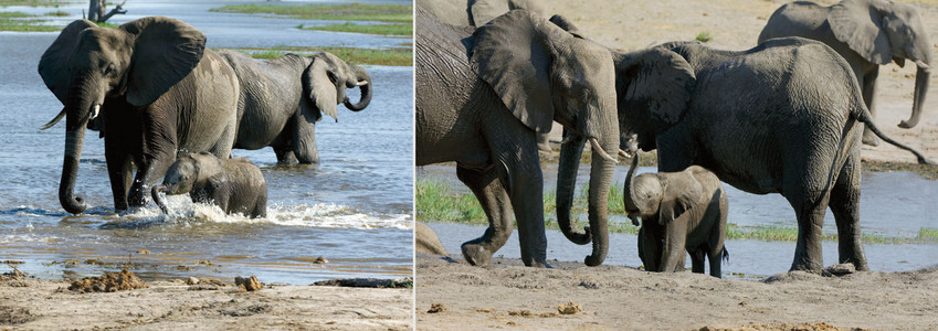 Elephants+Toto Bathing-dbl