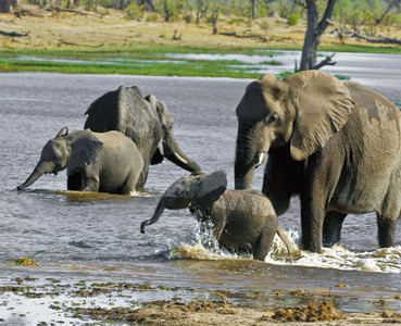 Elephants Bathing