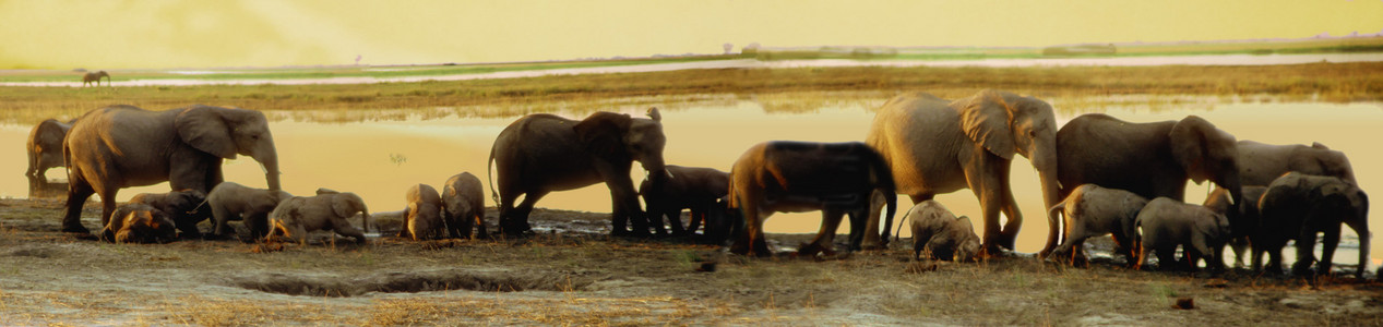 Elephant Family - Evening