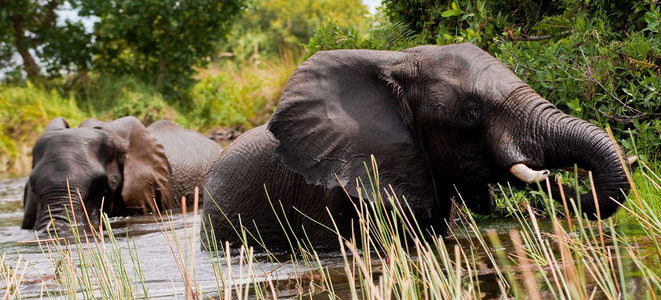 Large Bulls Leaving Water