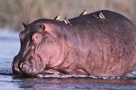 Hippo + Red-Billed Oxpeckers