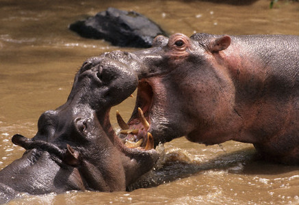 Hippo Contest