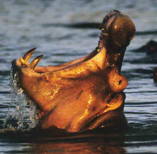 Hippo Yawn