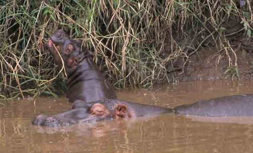 Hippo Mother & Calf