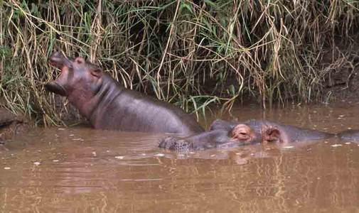 Hippo Mother and Calf