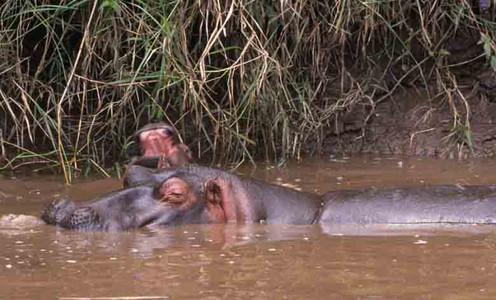 Hippo Mother and Calf