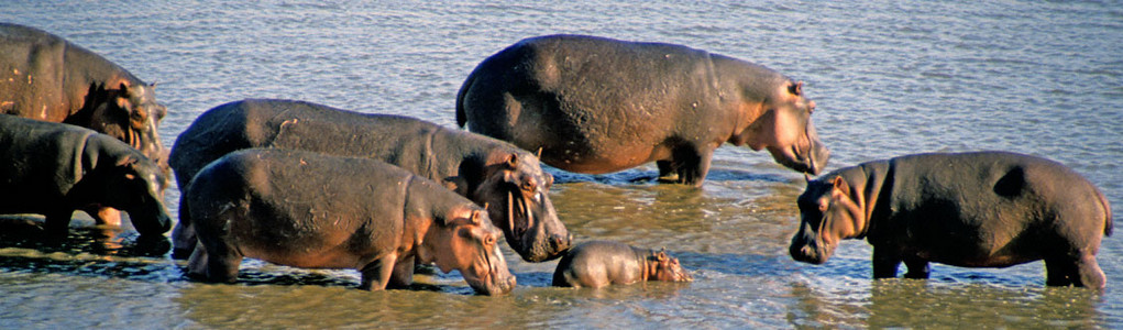 Hippo Family