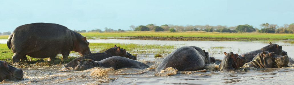 Hippos Fleeing our Boat