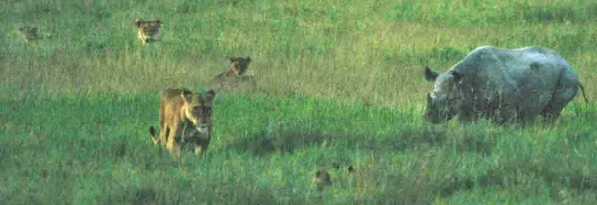 Black Rhino + Lioness