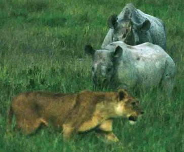 Black Rhino + Lioness