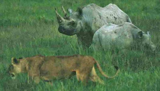 Black Rhino  + Lioness