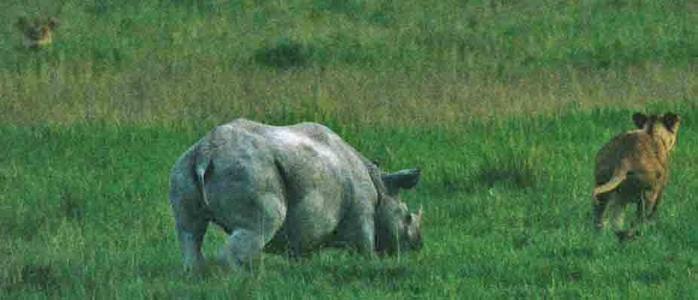 Black Rhino + Lioness