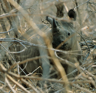Black Rhino Female