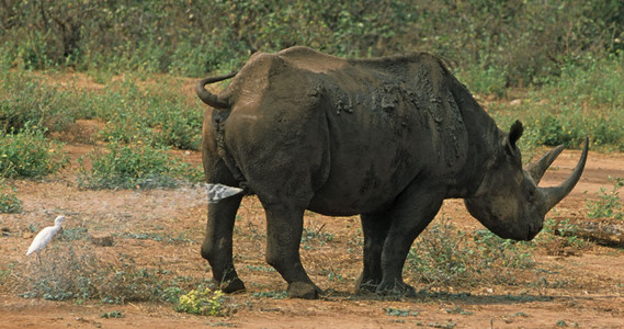 Black Rhino-1st Image