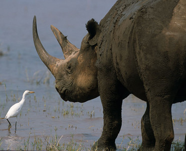 Black Rhino (2nd Image)