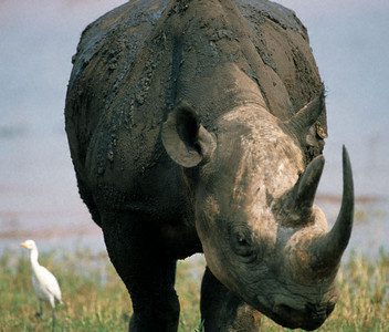 Black Rhino -3rd Image