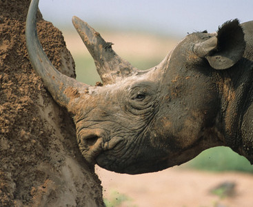 Black Rhino (4th Image)
