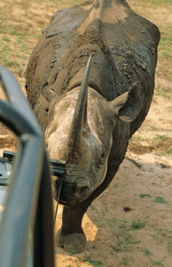 Black Rhino