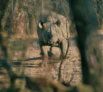Black Rhino