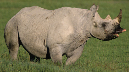 Black Rhino 1st Image