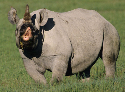Black Rhino