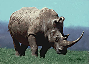White Rhino