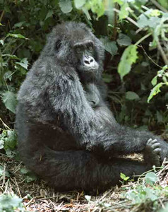 Mountain Gorilla Female