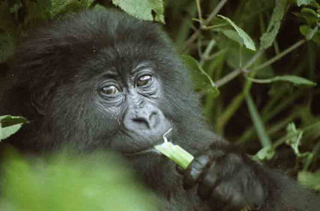 Mtn. Gorilla Juvenile