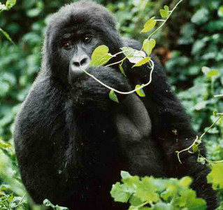 Female Mtn. Gorilla Eating Vine