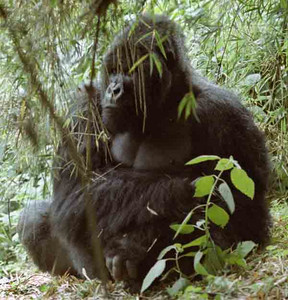 Black-Backed Mtn. Gorilla