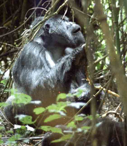 Black-Backed Mtn. Gorilla