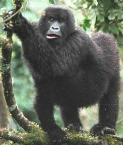 Adult Femal Mtn. Gorilla