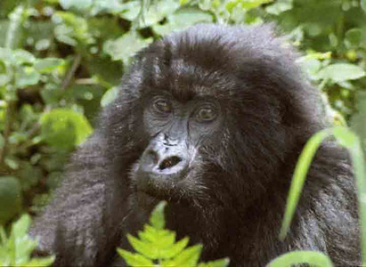 Mtn. Gorilla Female