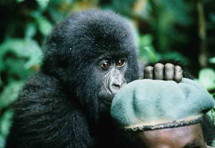 Mtn Gorilla on Guide's Shoulder