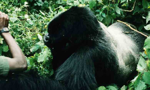 Marcel Seizes Guide (see previous)