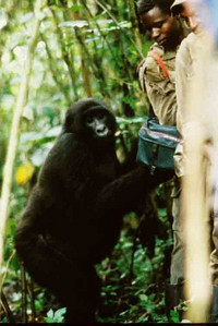 Mountain Gorilla-Nosey Female-1