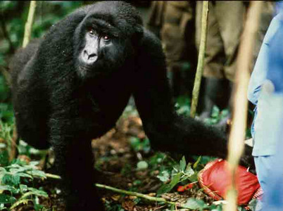 Mountain Gorilla-Nosey Female-2