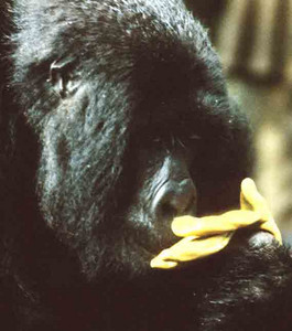 Mountain Gorilla-Nosey Female-3