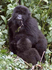 Mtn. Gorilla Alpha Female