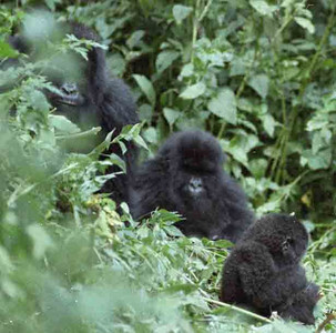 Mtn. Gorilla Family