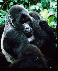 Silverback Mtn. Gorilla