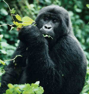 Mountain Gorilla-(F) Feeding