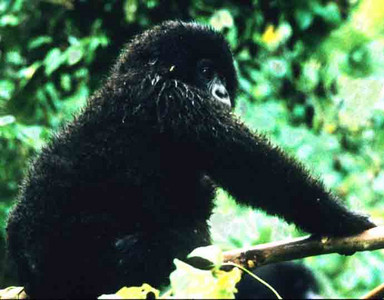 Mountain Gorilla-Juvenile