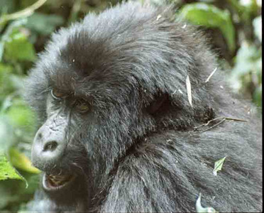 Mtn Gorilla Talking?