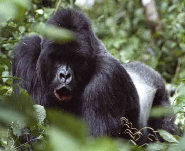 Marcel Ordering Family